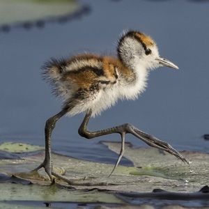 Meet your Posher, Mary